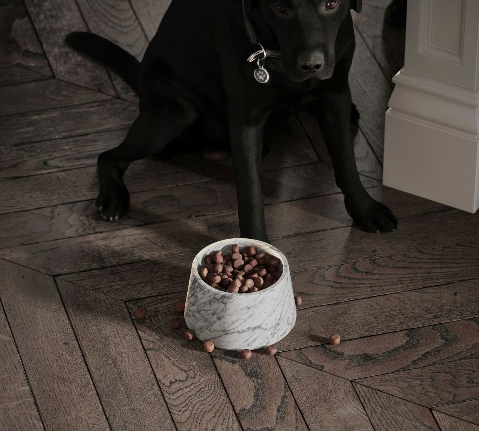 PLATO PARA COMIDA MASCOTA - ELEMENTO 