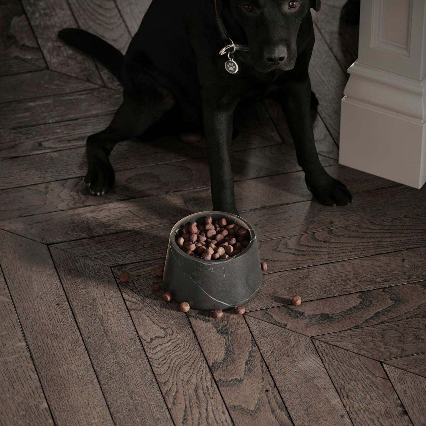 PLATO PARA COMIDA MASCOTA - ELEMENTO 