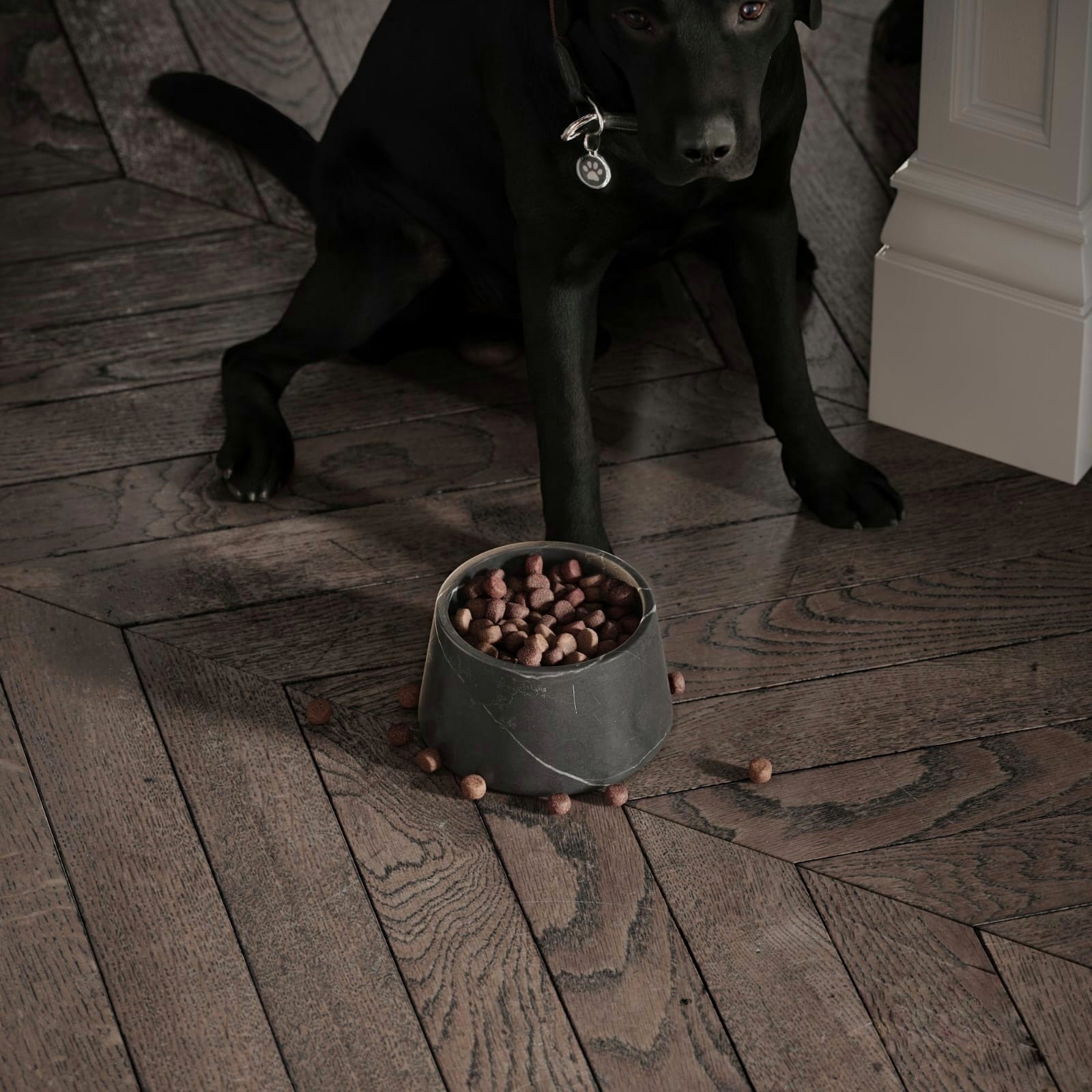 PLATO PARA COMIDA MASCOTA - ELEMENTO 